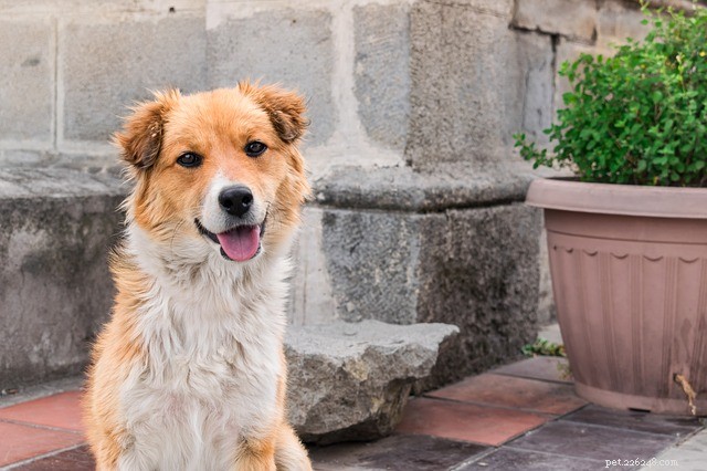 National Dog Day: 10 Expert-Verified Facts About Your Beloved Canine