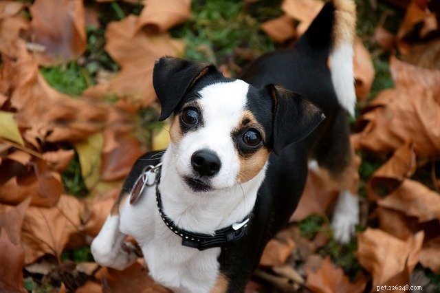 Choosing the Perfect Recipe for Your Small Dog: A Guide to Tailored Nutrition