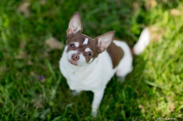 Choosing the Perfect Recipe for Your Small Dog: A Guide to Tailored Nutrition