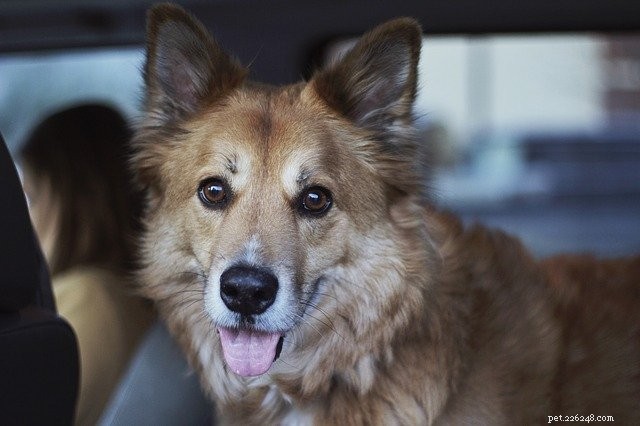Why Microchipping Your Pet Is Essential for Safety & Peace of Mind