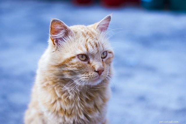 Why Microchipping Your Pet Is Essential for Safety & Peace of Mind