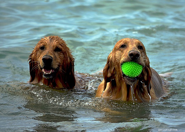 Top Pet-Friendly Pools & Outdoor Water Toys for a Cool, Fun Summer