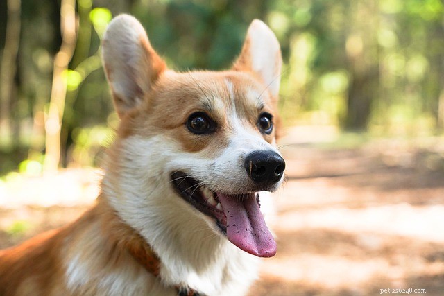 Celebrate July 4th Pet-Friendly: Safe & Fun Alternatives to Fireworks
