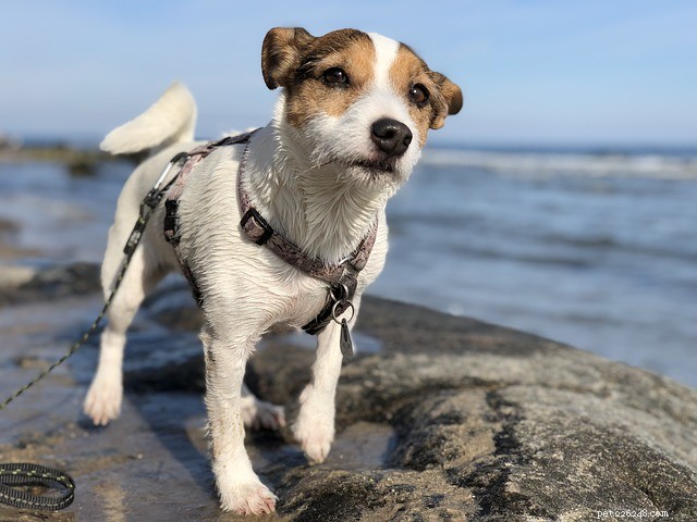Celebrate July 4th Pet-Friendly: Safe & Fun Alternatives to Fireworks