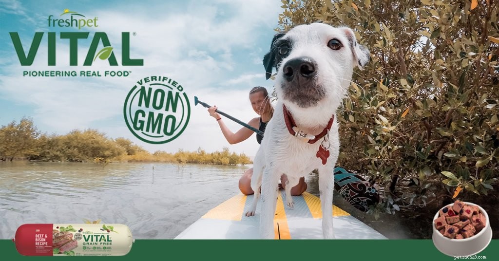 Discover Freshpet Vital Recipes: Fresh, Non‑GMO, Preservative‑Free Pet Food