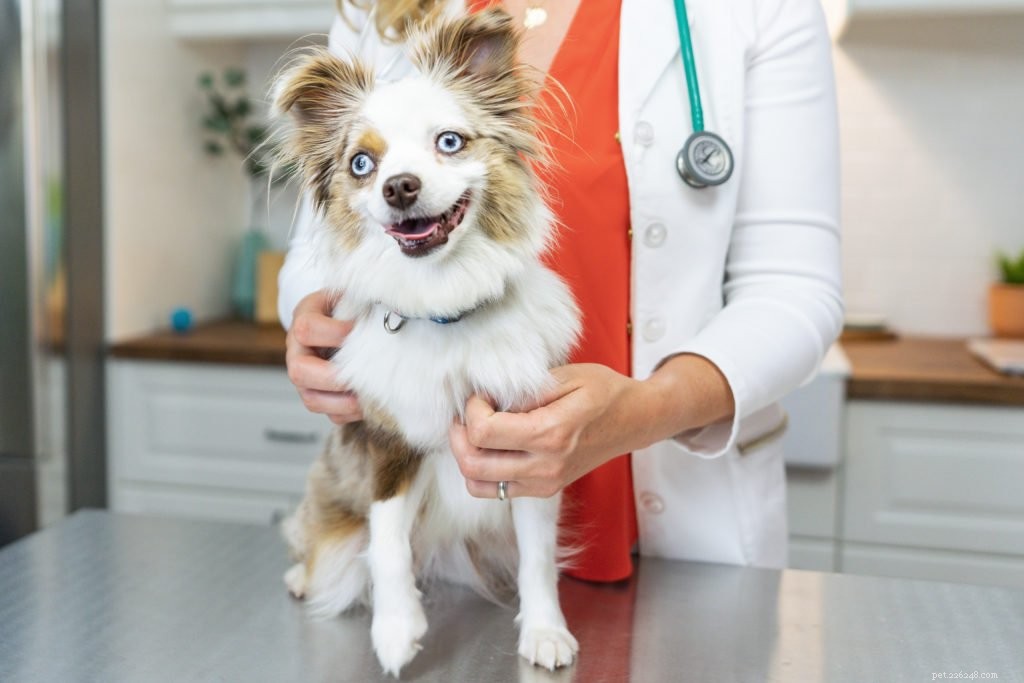 Keep Your Pet at a Healthy Weight: Proven Tips & Vet Guidance