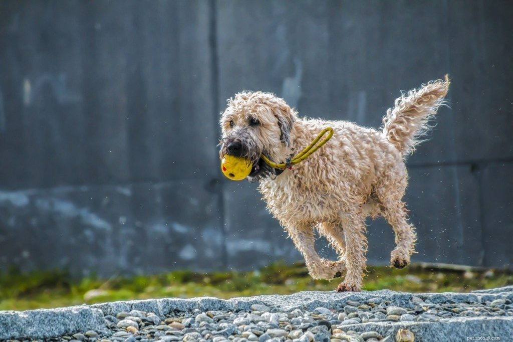 Keep Your Pet at a Healthy Weight: Proven Tips & Vet Guidance