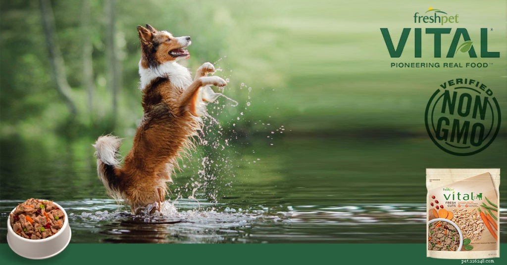 Discover Freshpet Vital Recipes: Fresh, Non‑GMO, Preservative‑Free Pet Food