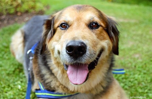 How to Transform a Picky Dog Into a Happy Eater: Proven Tips