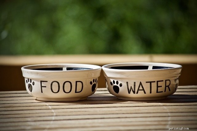 How to Transform a Picky Dog Into a Happy Eater: Proven Tips