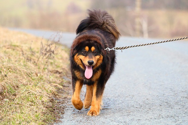Pet-Friendly Resolutions for a Healthier New Year
