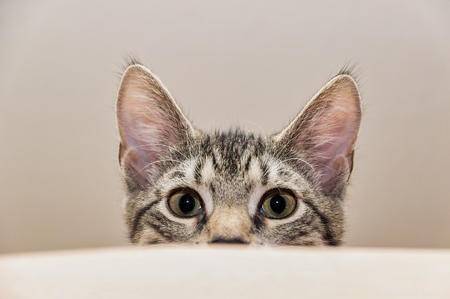 Zero‑Cost Holiday Gifts That Will Delight Your Pet