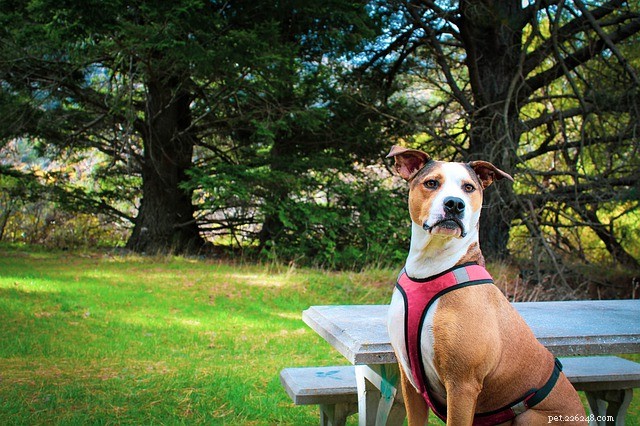 Zero‑Cost Holiday Gifts That Will Delight Your Pet
