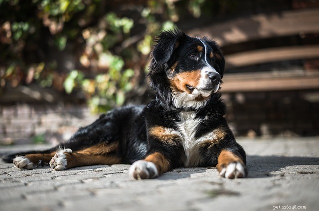 Welcome a New Family Member Without Four Paws: Expert Tips for Pet Introductions