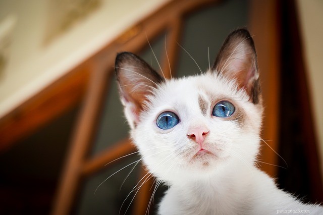Welcome a New Family Member Without Four Paws: Expert Tips for Pet Introductions