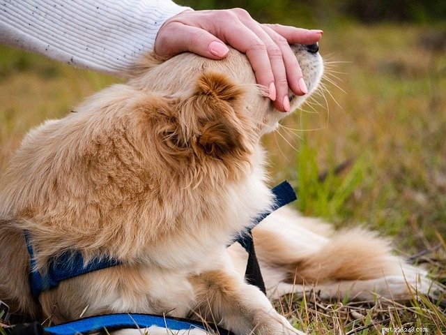 Top Pet Accounts You’ll Love to Follow Today
