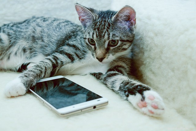 Top Pet Accounts You’ll Love to Follow Today