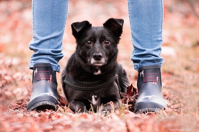 7 Expert Tips for Staying Productive at Home While Working with Pets