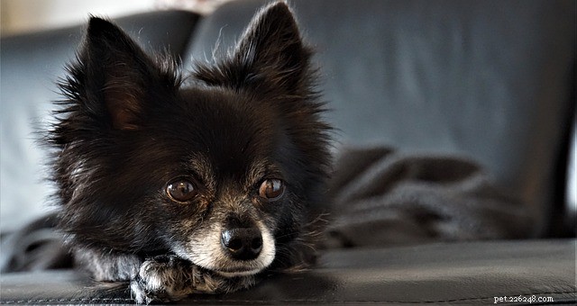 7 Expert Tips for Staying Productive at Home While Working with Pets