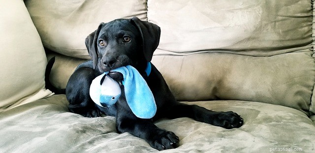 7 Expert Tips for Staying Productive at Home While Working with Pets