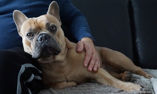 Discover How Pets Boost Mental Well‑Being – World Mental Health Day Insights