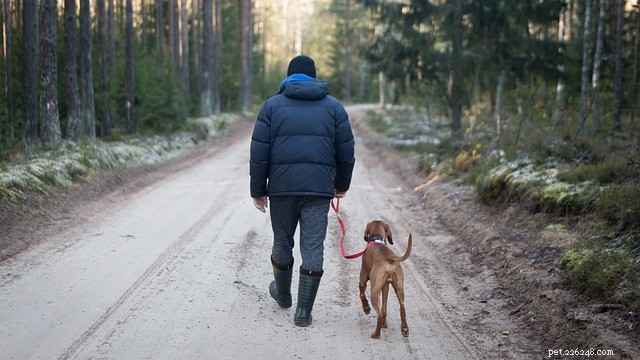 Discover How Pets Boost Mental Well‑Being – World Mental Health Day Insights