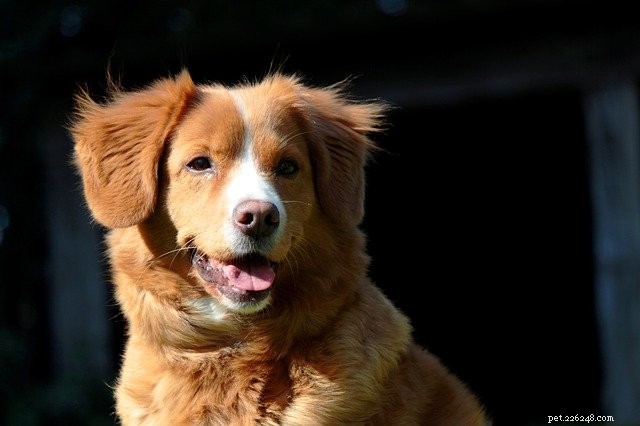Why Homestyle Creations Recipes Will Delight Your Dog