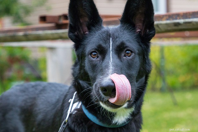 Why Homestyle Creations Recipes Will Delight Your Dog
