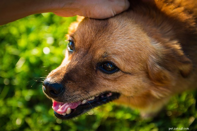 Discover How Pets Boost Mental Well‑Being – World Mental Health Day Insights
