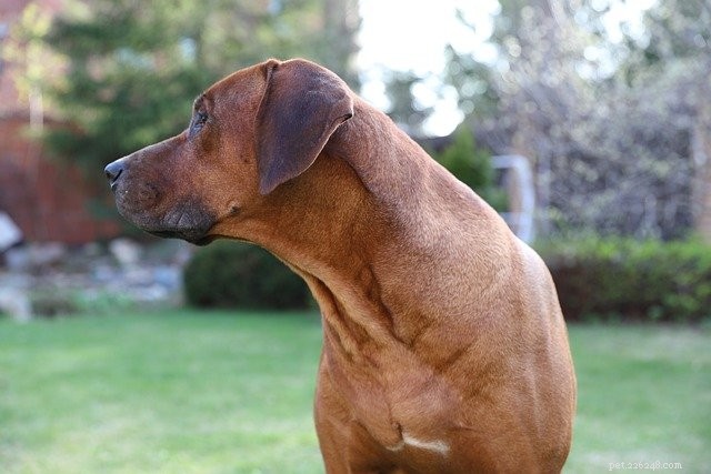 Premium Freshpet Recipes Tailored for Large Breed Dogs
