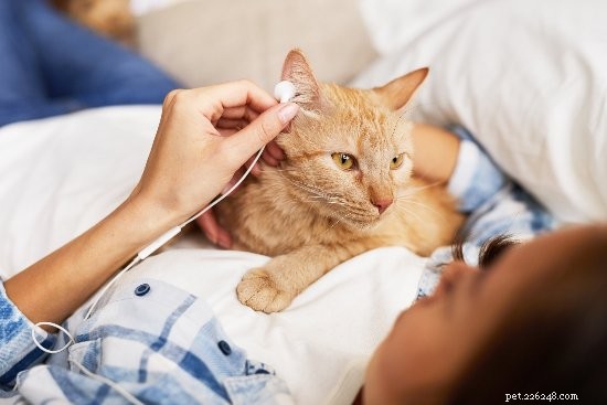 Do Dogs and Cats Enjoy Music? Key Indicators Your Pet May Love a Soundtrack