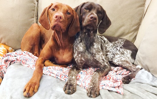 Do Dogs and Cats Enjoy Music? Key Indicators Your Pet May Love a Soundtrack