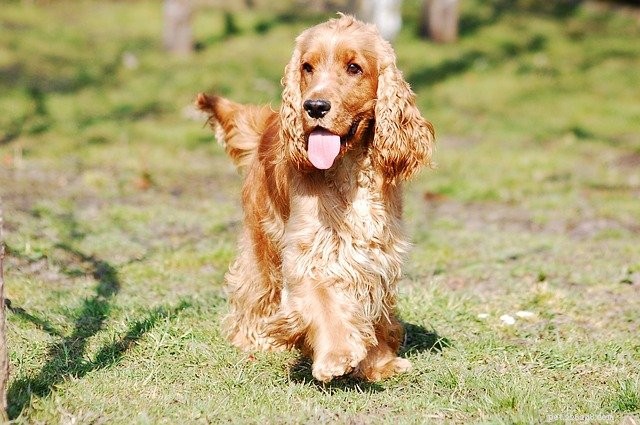 Barkuterie Boards: The Trending Pet-Friendly Snack Experience