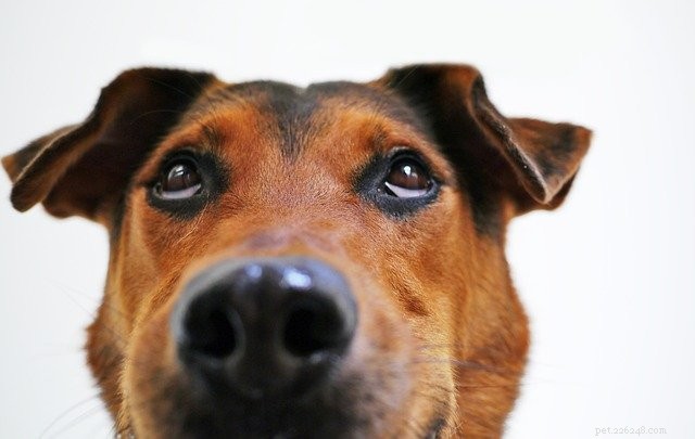 Barkuterie Boards: The Trending Pet-Friendly Snack Experience