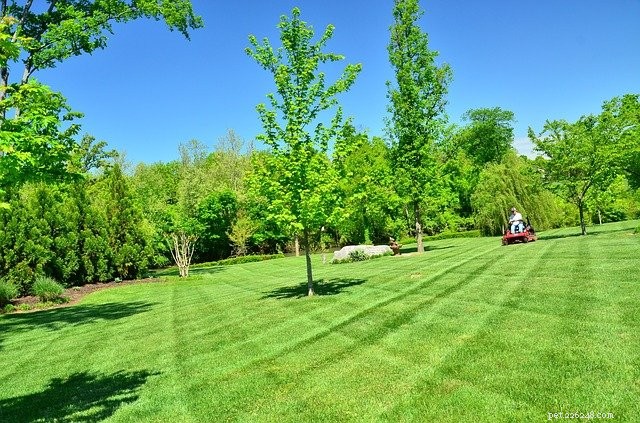 Top Pet‑Safe Lawn & Garden Care Products for a Beautiful, Safe Yard