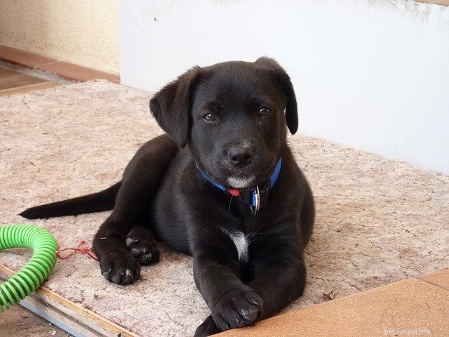 Essential Guide for New Puppy Parents: Tips for the First Weeks