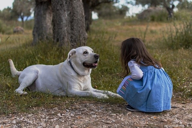 Expert Guide: Creating a Safe, Harmonious Home for Dogs and Toddlers