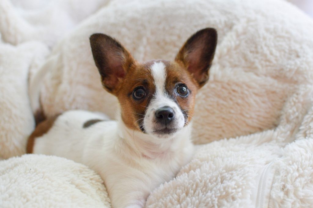 Essential Guide for New Puppy Parents: Tips for the First Weeks