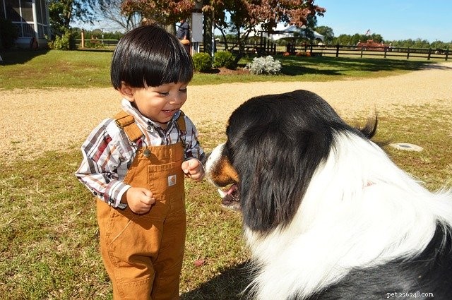Expert Guide: Creating a Safe, Harmonious Home for Dogs and Toddlers