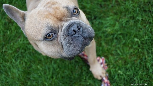 Expert Guide: Creating a Safe, Harmonious Home for Dogs and Toddlers