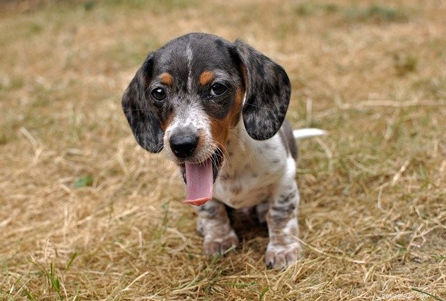 Essential Guide for New Puppy Parents: Tips for the First Weeks