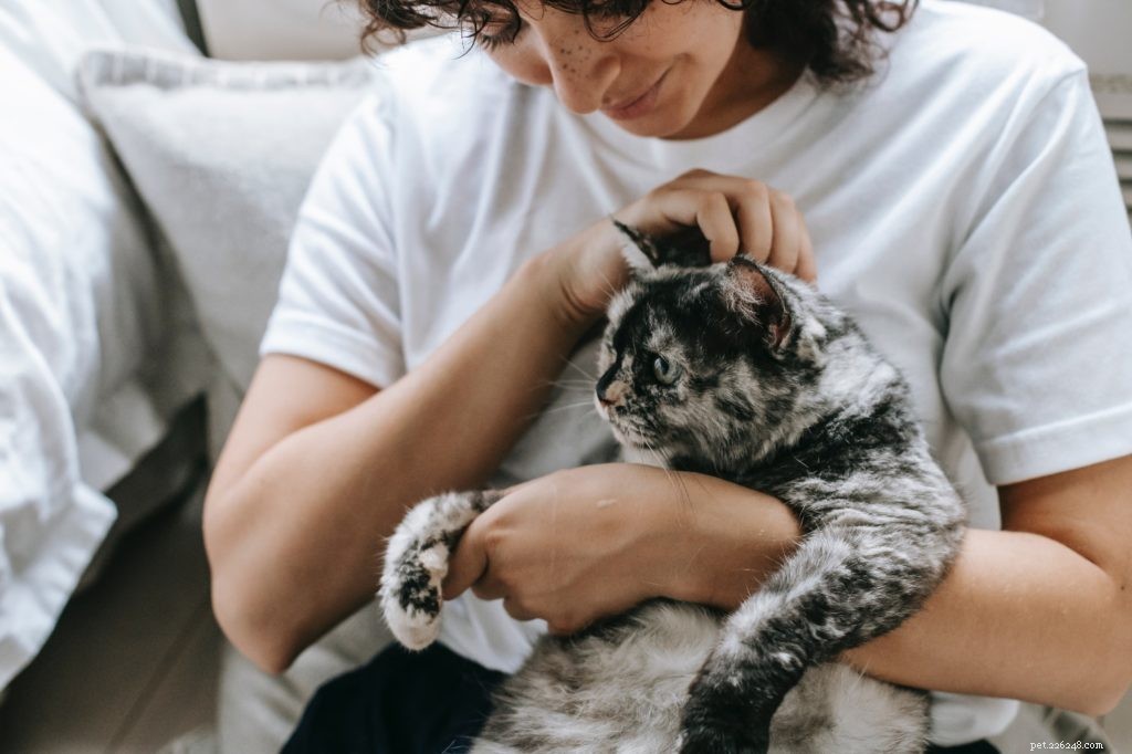 Top Vacuums for Pet Parents: Keep Your Home Fur‑Free & Spotless