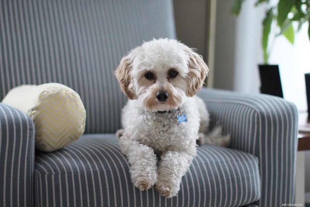 Top Vacuums for Pet Parents: Keep Your Home Fur‑Free & Spotless