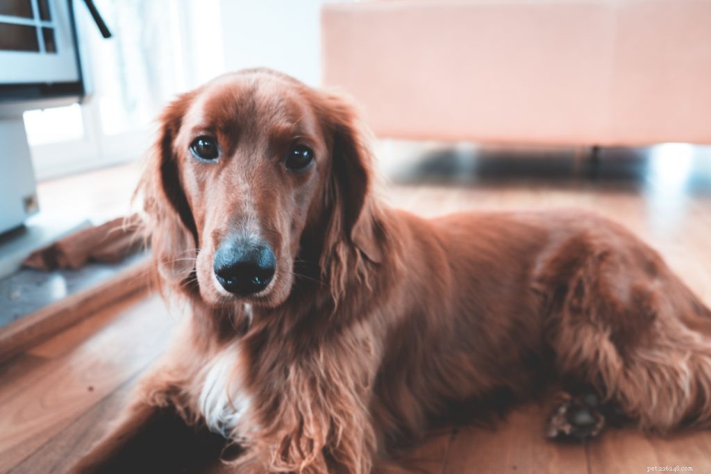 Top Vacuums for Pet Parents: Keep Your Home Fur‑Free & Spotless
