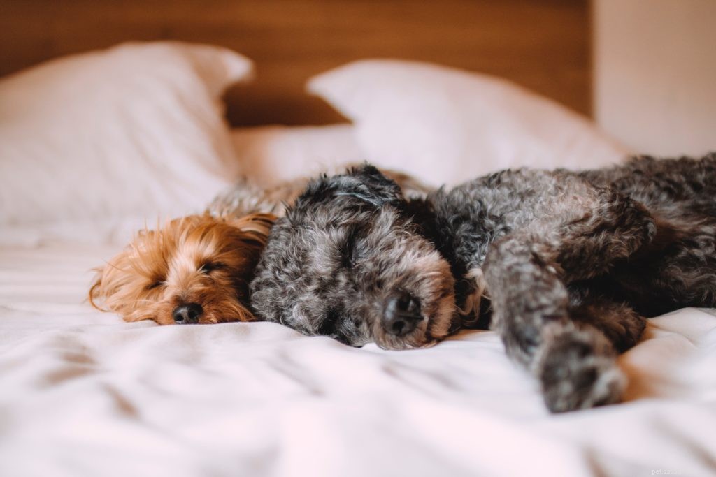 Top Vacuums for Pet Parents: Keep Your Home Fur‑Free & Spotless