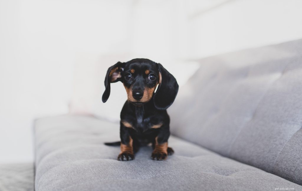 Free, Fun Weekend Ideas to Share With Your Dog