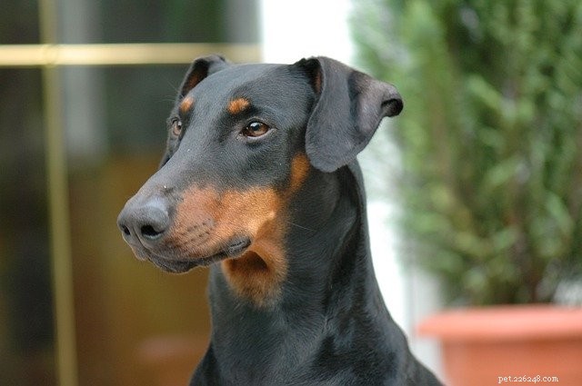 8 Essential Tips for Being a Responsible Pet Parent