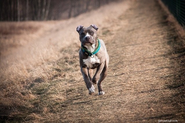 8 Essential Tips for Being a Responsible Pet Parent