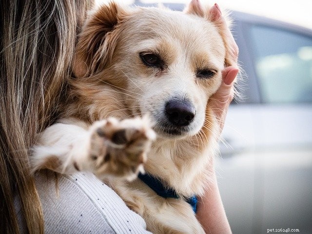 8 Essential Tips for Being a Responsible Pet Parent