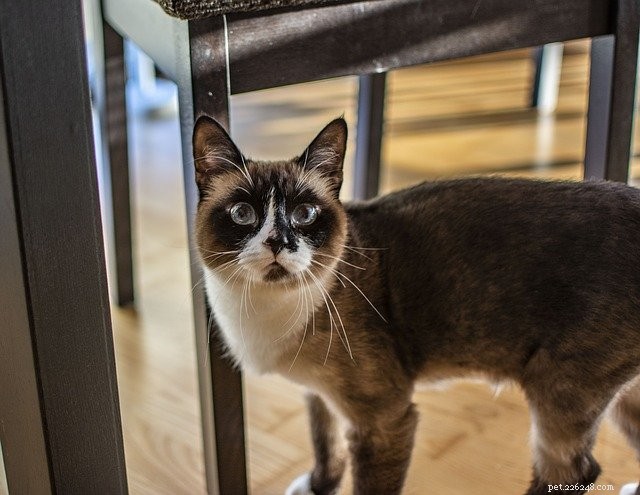 Boost Your Pet’s Mental Well-Being at Home: Practical Activities